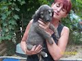 Radio Interview with Diane Rowes (RSDR) Street Dogs on WildTime Show Part 2