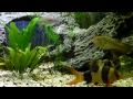 Clown Loach - Community tank