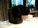 Shutty the cat stealing milk