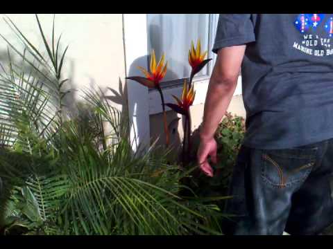 mexican train mexican train