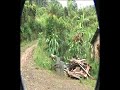 The Berko Cloude Forest Reforestation Project The Berko Cloude Forest Reforestation Project