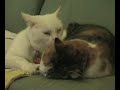 Cat Lick by Vic McEwan