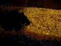 Gerbils nesting