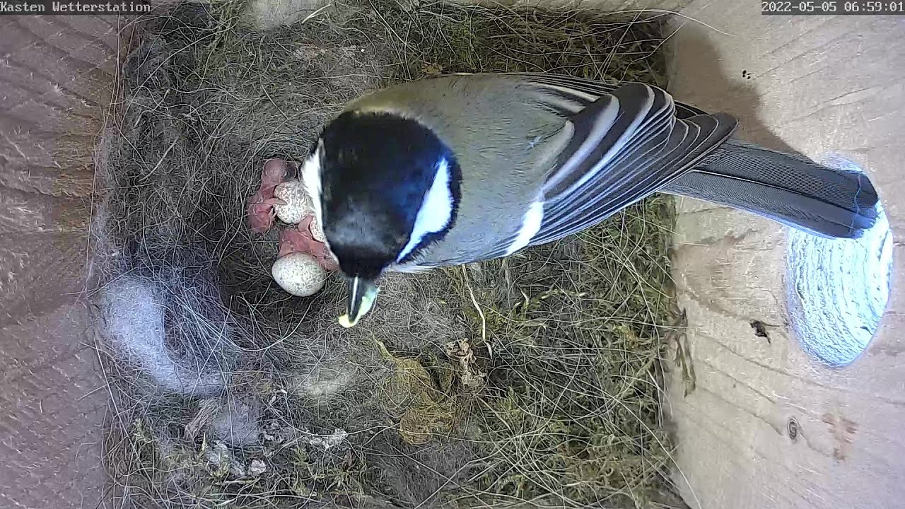56 Tage im Nest der Kohlmeisen in Siegen | Zeitraffer 2022