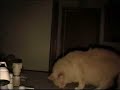 ssscat ssscat