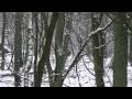 Wilde zwijnen in de sneeuw in het  Deelerwoud 7 januari 2009 nr 61