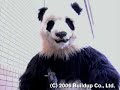 スナイパー パンダ　sniper panda