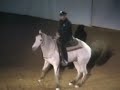 Apassionata Miniature and Police Horse Apassionata Miniature and Police Horse