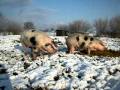 Bonte Bentheimers in de sneeuw