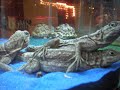 Reptile Expo - November 29th, 2009 (P2)