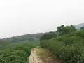 Biking in a tea field