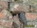 Questo schivo e chiassoso uccellino ha scelto un sicuro buco nel muro di cinta di un convento di frati nella mia città.