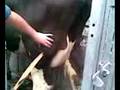 Cow abscess