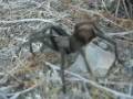 Tarantula