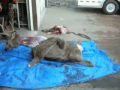 Ver Video