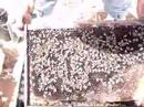 Visite de ruche d'abeille marocain PART 1