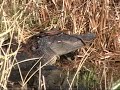 Okefenokee Swamp