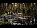 Okefenokee Swamp - YouTube