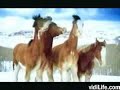 its-my-life-horses.html