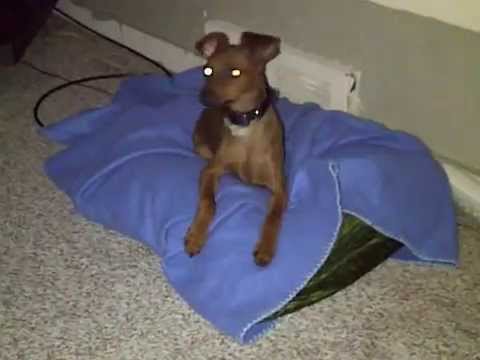 how to use skin so soft on dogs