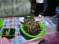 kotew kerang