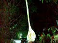 Theyyam or Kaliyattam from Kerela, Part 2