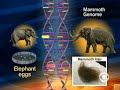 Return Of The Wooly Mammoth