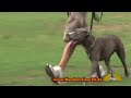 American Staffordshire Terrier "Kyra" Hundeschule Berlin