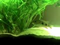 Satanoperca daemon pair in aquarium (1/2)