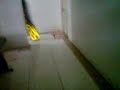 hZr~lCh n hD shuffling