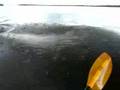 Dolphin approaching canoe 