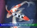 Blackwater Creek: Select Butterfly 12-14\" Blackwater Creek: Select Butterfly 12-14\"