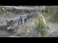 Mexican Wolf Canis lupus baileyi at Living Desert Mexican Wolf Canis lupus baileyi at Living Desert