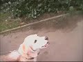 Poo dog - the excrement eating hound
