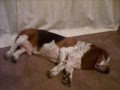 Basset Hound video