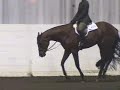 Corky - Congress 3yo non-pro Hunter Under Saddle open finals Corky - Congress 3yo non-pro Hunter Under Saddle open finals