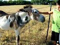 donky