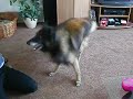 Playing about with the dog Playing about with the dog