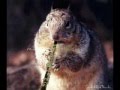 Animais Engra�ados 2
