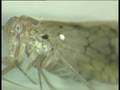 videos de Benna capitulata