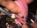 Palato molle in un Carlino brachicefalico