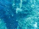 Immersione Secca della Formica