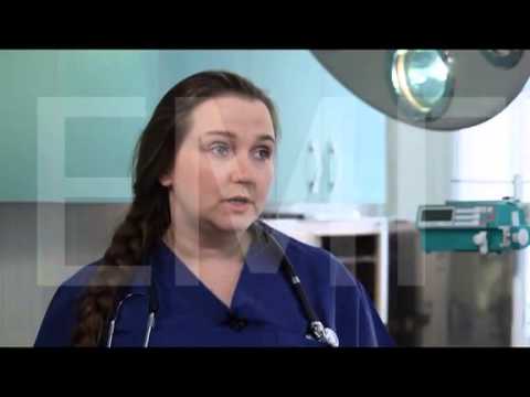 Стрижка собак и кошек. Уход за когтями.