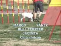 border collie Camp. Estadio Nacional 16-09-07