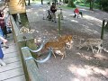Hirsche in der Wiesbadener Fasanerie