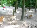 Hirsche in der Wiesbadener Fasanerie