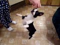 boston terrier dance