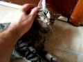 Re: How To Annoy Your Cat... The Nice Way!