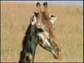 Leopard hunts Giraffes - Cheetah with baby