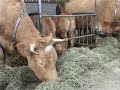 documentaire réalisé en Gaume (sud de la Belgique) en 2007. ce film a été réalisé dans une collaboration entre des chercheurs en sciences sociales et des éleveurs pluriactifs de la région.